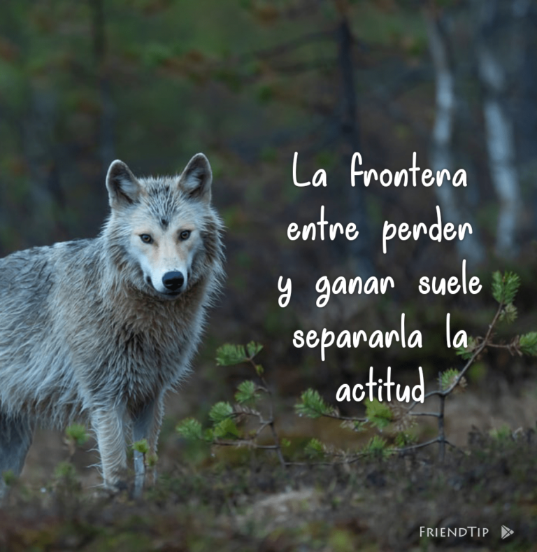 FriendTip App - Imagenes de lobos con frases
